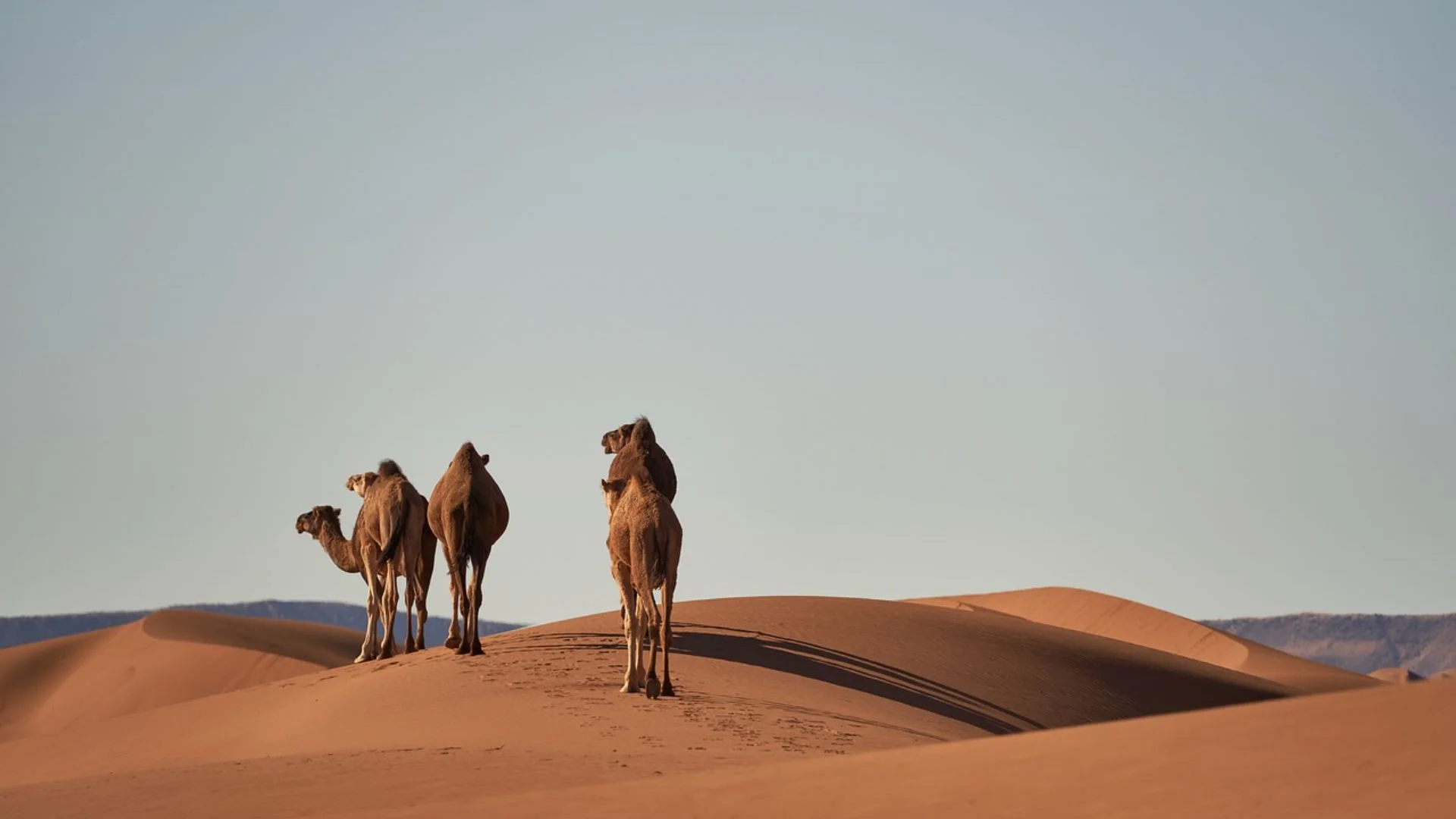 camels-4134934_1280