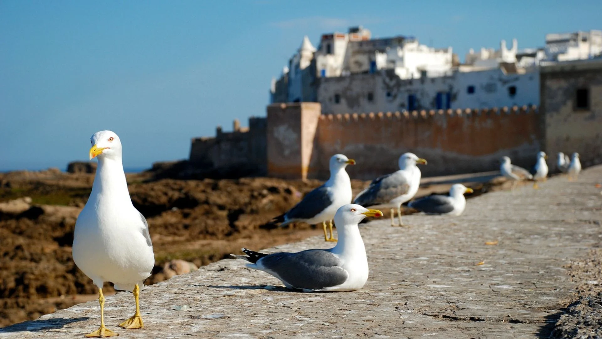 essaouira-1953633_1280 (1)